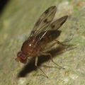 Drosophila montgomeryi Kaluaa 0900