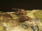 Drosophila montgomeryi Kaluaa 0905