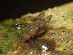 Drosophila montgomeryi Kaluaa 0909