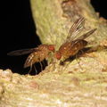 Drosophila montgomeryi Kaluaa 4669.jpg