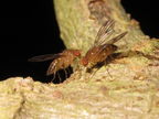 Drosophila montgomeryi Kaluaa 4669