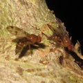 Drosophila montgomeryi Kaluaa 4670