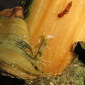 Drosophila montgomeryi larva Hapapa 5070