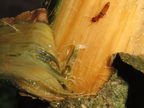 Drosophila montgomeryi larva Hapapa 5070
