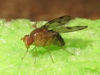 Drosophila montgomeryi Moho Gulch 5391