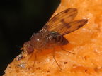 Drosophila montgomeryi Moho Gulch 5393