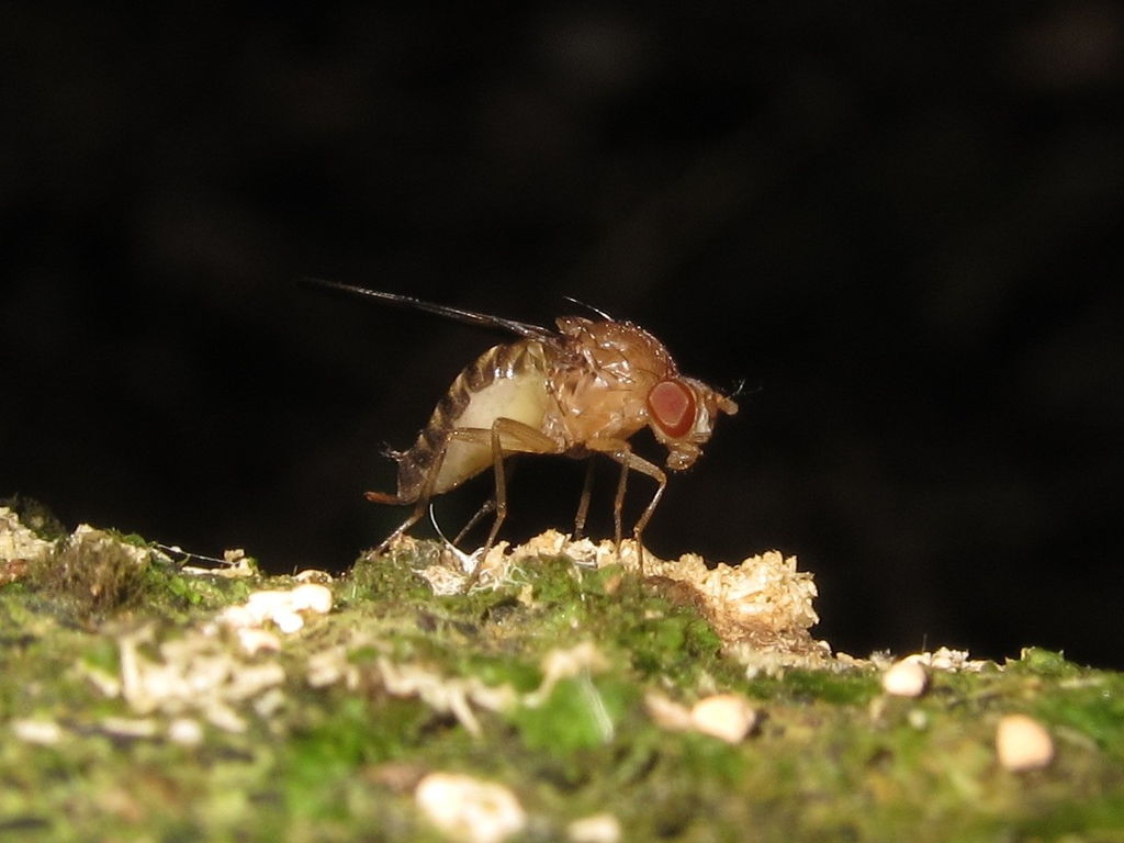 Drosophila montgomeryi Pualii 5324