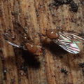 Drosophila montgomeryi Waianae 1138