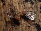 Drosophila montgomeryi Waianae 1138