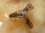 Drosophila montgomeryi Waianae 1146