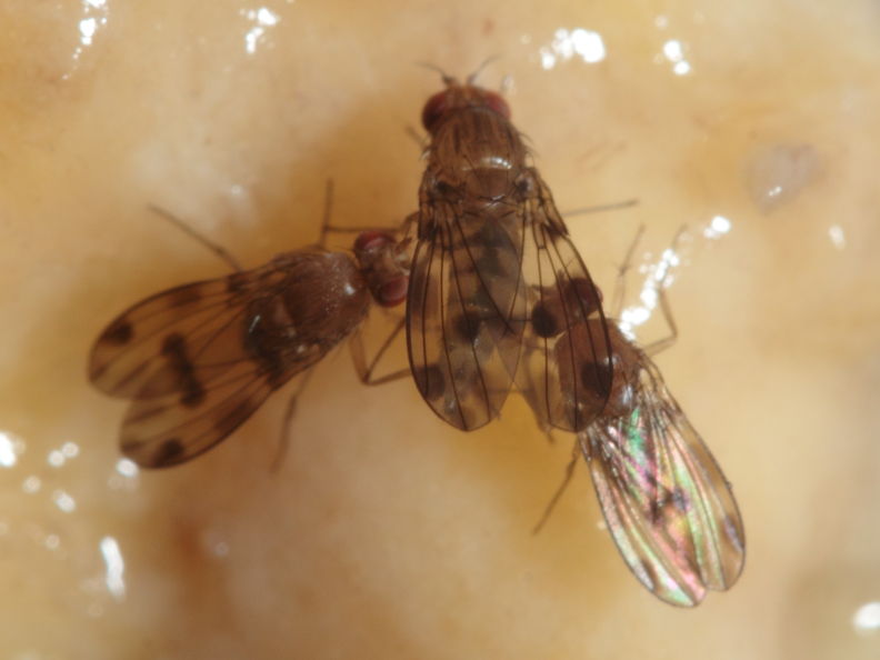 Drosophila montgomeryi Waianae 1147.jpg