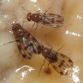 Drosophila montgomeryi Waianae 1149