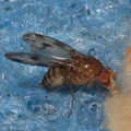 Drosophila montgomeryi Waianae 5427