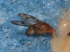 Drosophila montgomeryi Waianae 5427