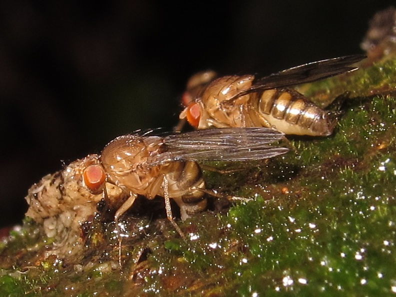 Drosophila montgomeryi Waianae 5521.jpg