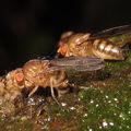 Drosophila montgomeryi Waianae 5521