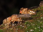Drosophila montgomeryi Waianae 5521