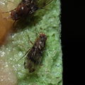 Drosophila murphyi Kilohana 3028