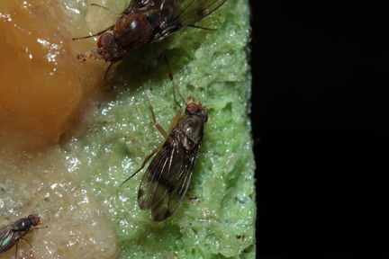 Drosophila murphyi Kilohana 3028