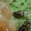 Drosophila murphyi Kilohana 3030.jpg