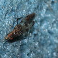 Drosophila murphyi Kukuiopae 0861