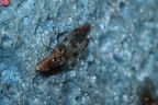 Drosophila murphyi Kukuiopae 0861