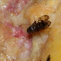 Drosophila murphyi Lau 0508