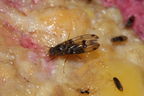 Drosophila murphyi Lau 0510