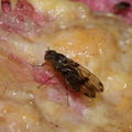 Drosophila murphyi Lau 0512