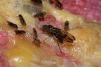Drosophila murphyi Lau 0516
