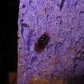 Drosophila n sp Koloa 3744.jpg