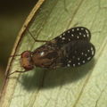 Drosophila neogrimshawi Kaala 9860.jpg