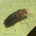 Drosophila neogrimshawi Kaala 9864