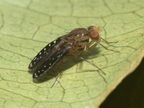 Drosophila neogrimshawi Kaala 9864