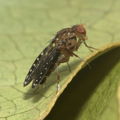 Drosophila neogrimshawi Kaala 9866