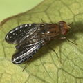 Drosophila neogrimshawi Kaala 9878