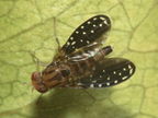 Drosophila neogrimshawi Kaala 9881