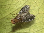 Drosophila neogrimshawi Kaala 9882