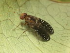 Drosophila neogrimshawi Kaala 9883