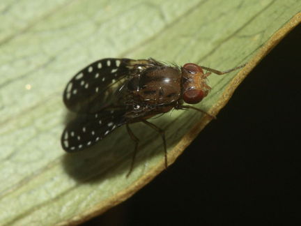 Drosophila neogrimshawi Kaala 9885