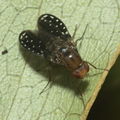 Drosophila neogrimshawi Kaala 9894.jpg