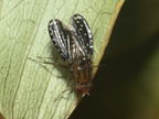 Drosophila neogrimshawi Kaala 9895