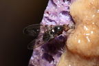 Drosophila neoperkinsi Hanalilolilo 6711