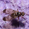 Drosophila neoperkinsi Hanalilolilo 6712.jpg