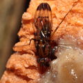 Drosophila neoperkinsi Hanalilolilo 6719