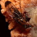 Drosophila neoperkinsi Hanalilolilo 6721