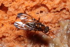 Drosophila neoperkinsi Hanalilolilo 6722