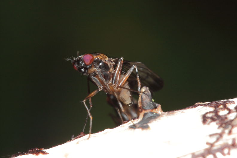 Drosophila neoperkinsi Pepeopae 6690.jpg
