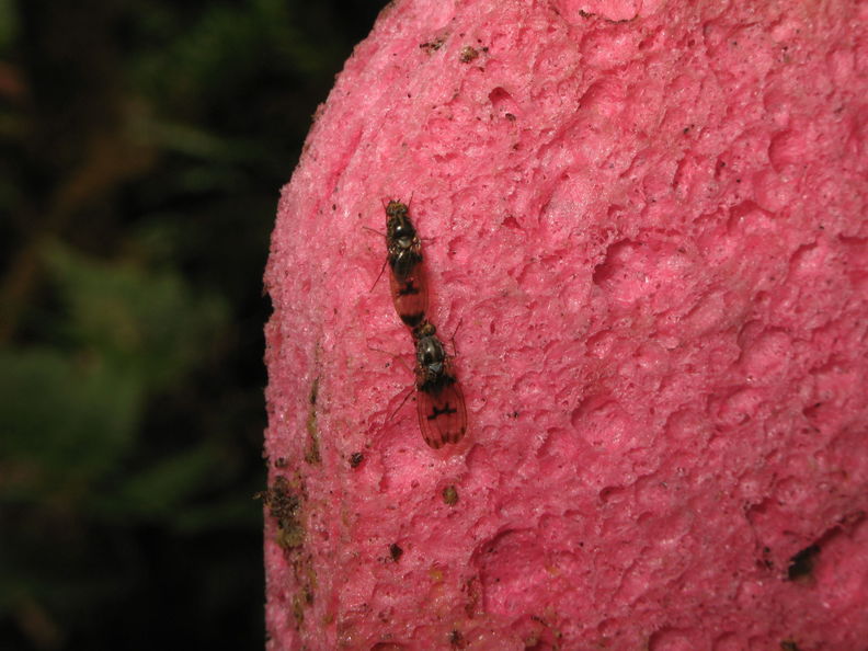 Drosophila neopicta Waikamoi1.jpg