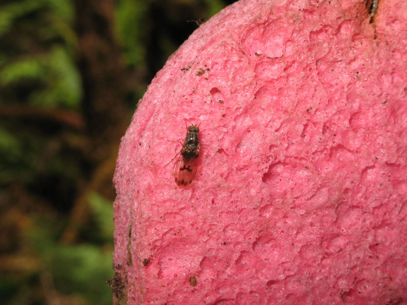 Drosophila neopicta Waikamoi2.jpg